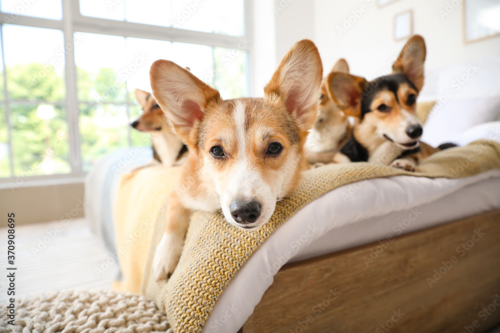 Cute corgi dogs resting on bed at home