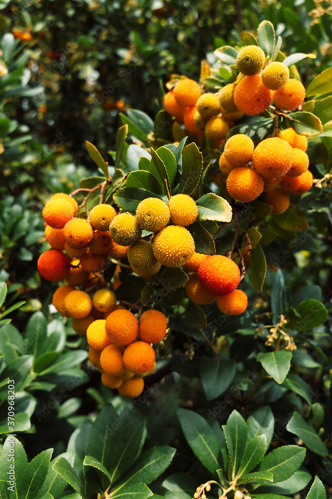 Strawberry tree fruit and foliage background. Natural background. Summer green garden.