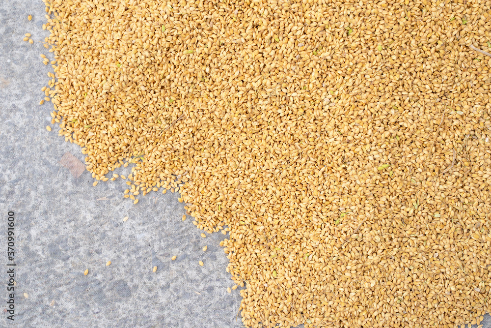 Raw rice crop exposured with sunlight on a white cotton cloth outside the procedure factory before p