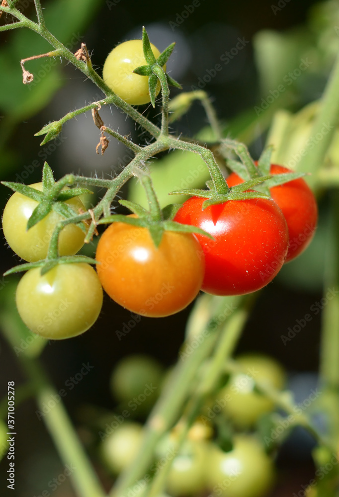 Fresh and organic cherry tomatoes