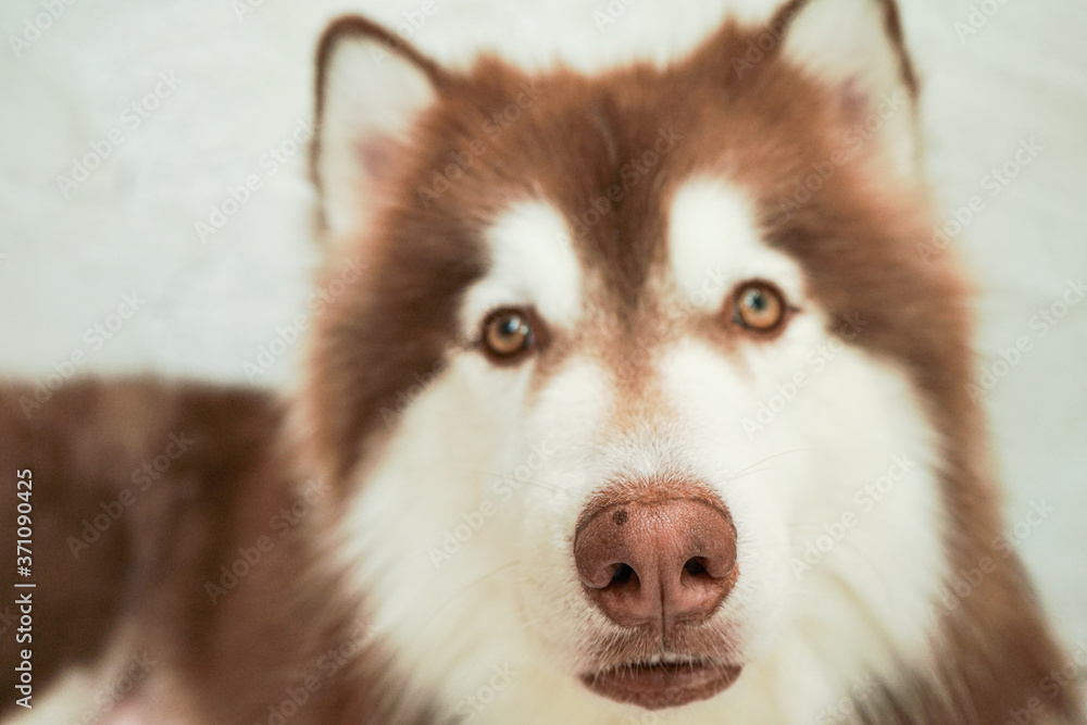 Closeup nose of the Siberian Husky.