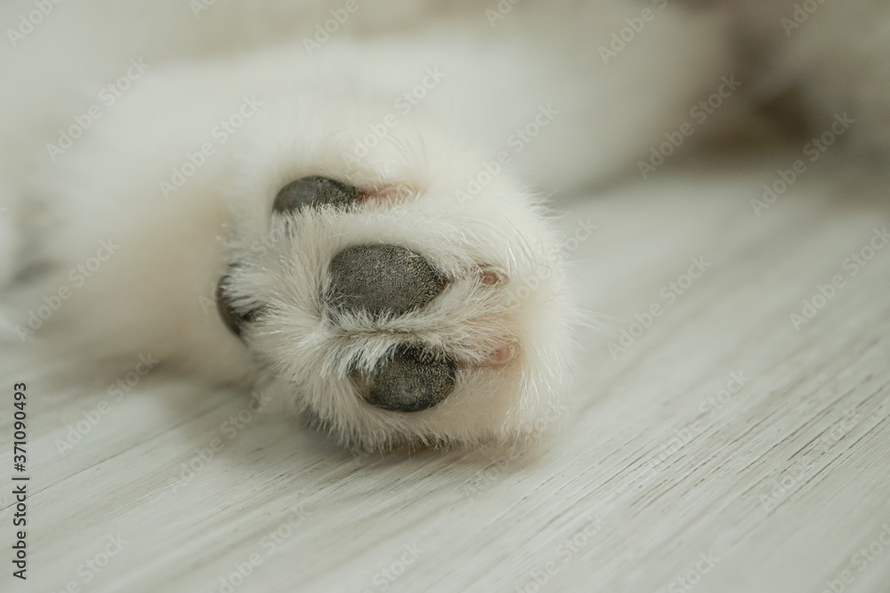 White dog paws on the wooden floor.