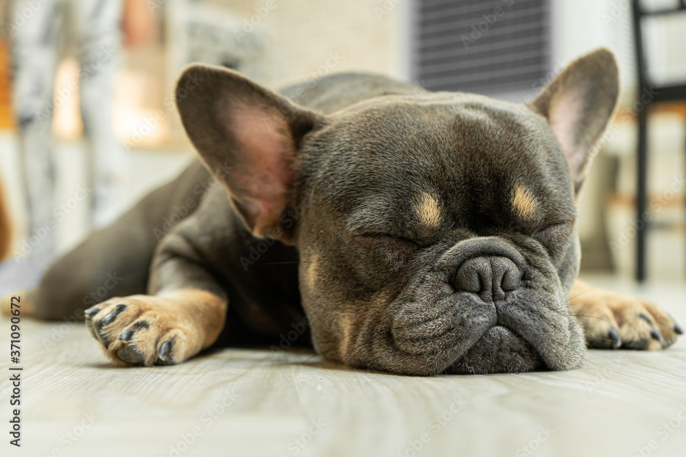 Puppy Black French bulldog sleeping on the ground.