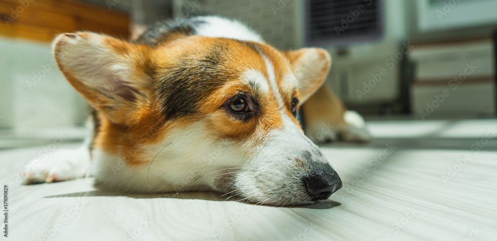 睡在地上的可爱柯基犬的特写。