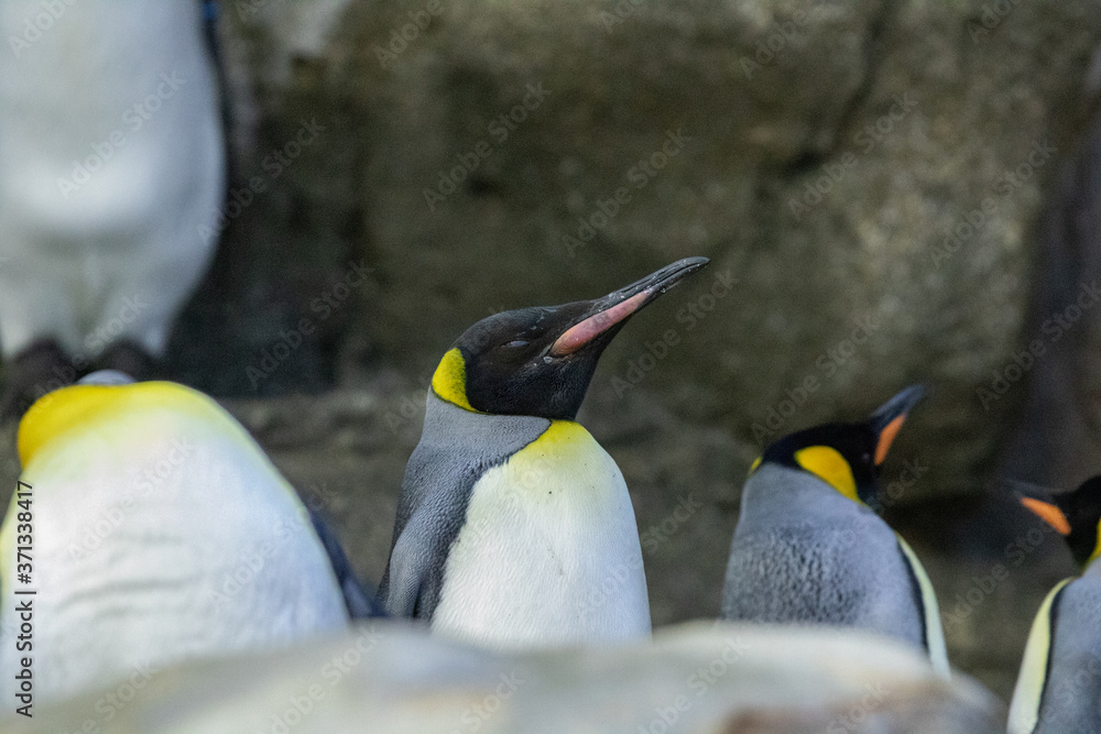 Penguin standing on rocks in natural habitat