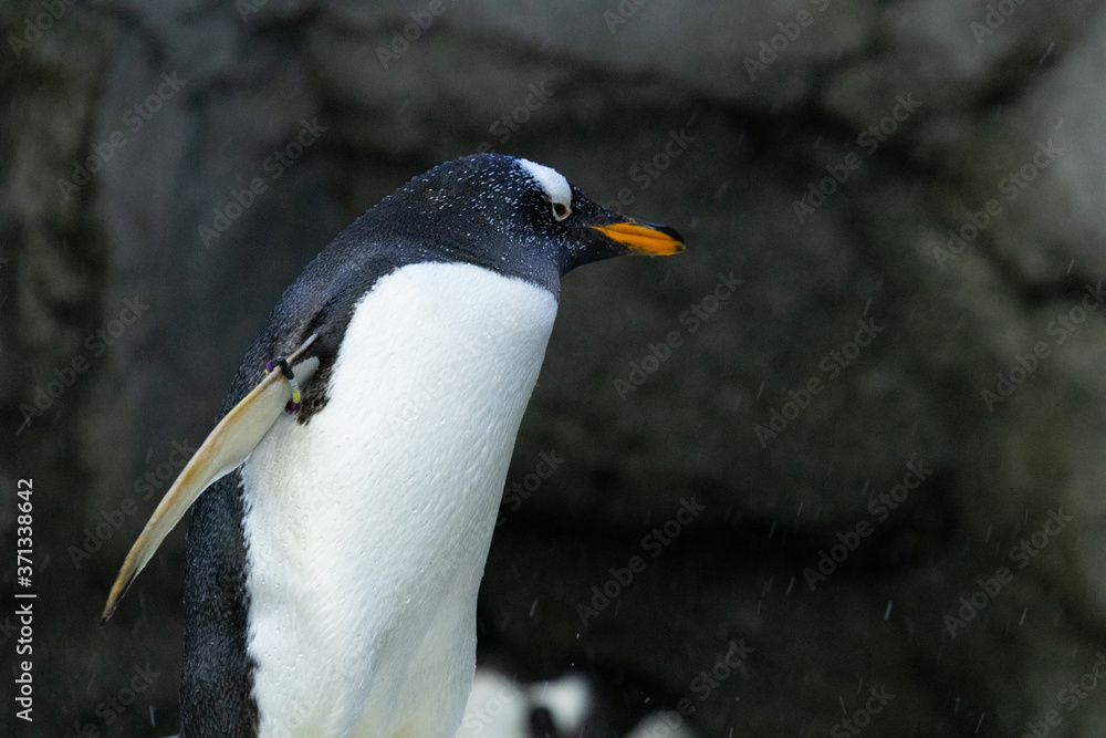 Penguin standing on rocks in natural habitat