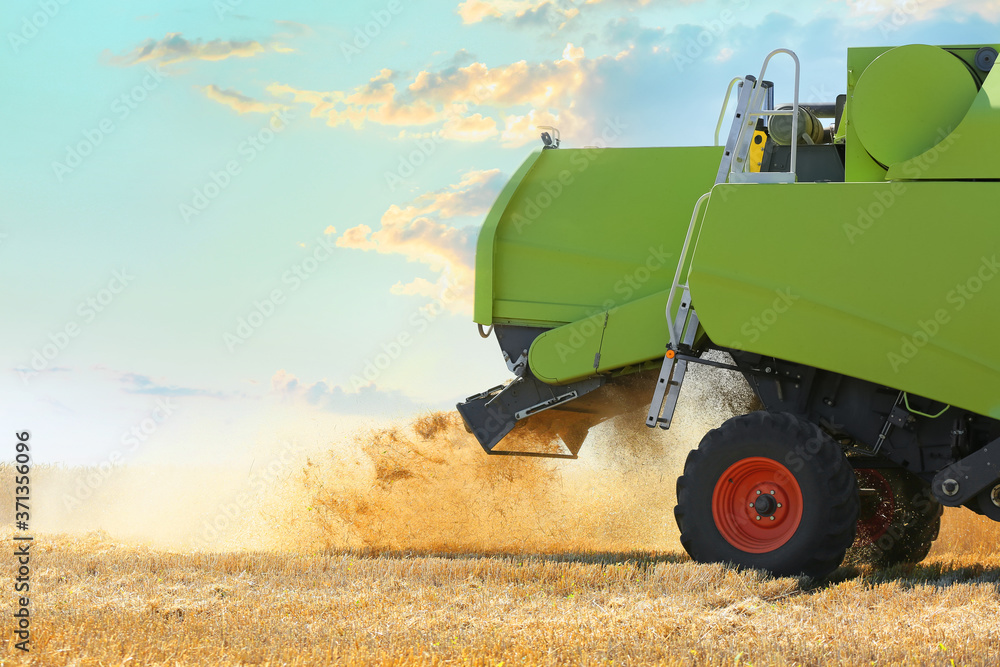 Combine harvester in wheat field