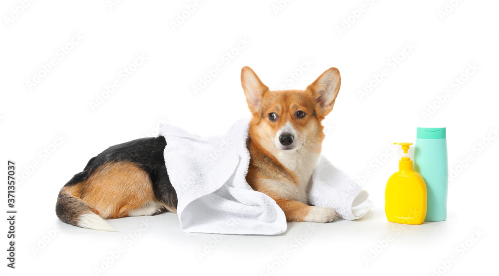 Cute corgi dog with towel and shampoo on white background