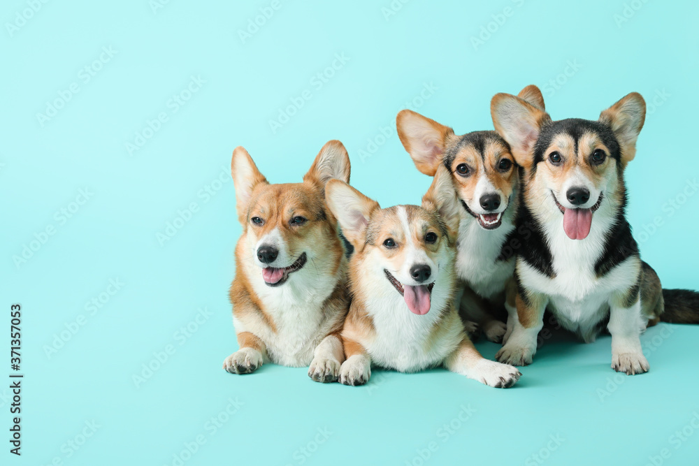 Cute corgi dogs on color background