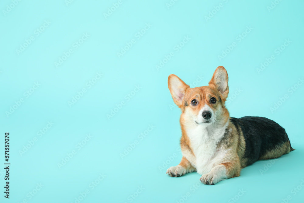 Cute corgi dog on color background