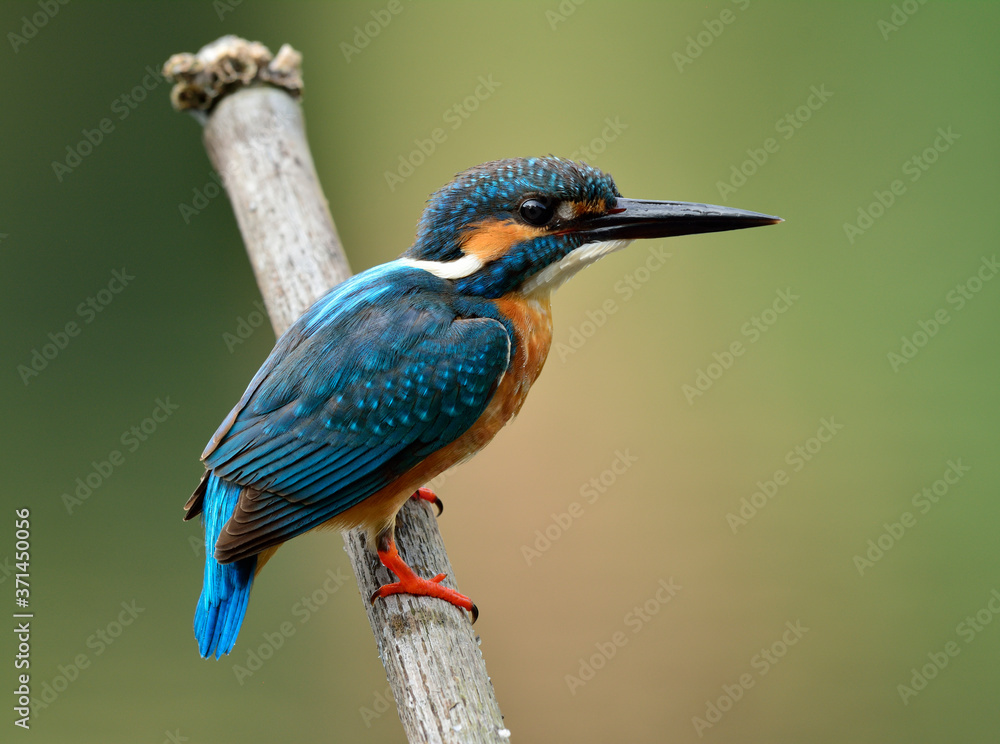 蓝鸟，常见的翠鸟（Alcedo atthis）栖息在溪流中的干竹木上，显示其巴克