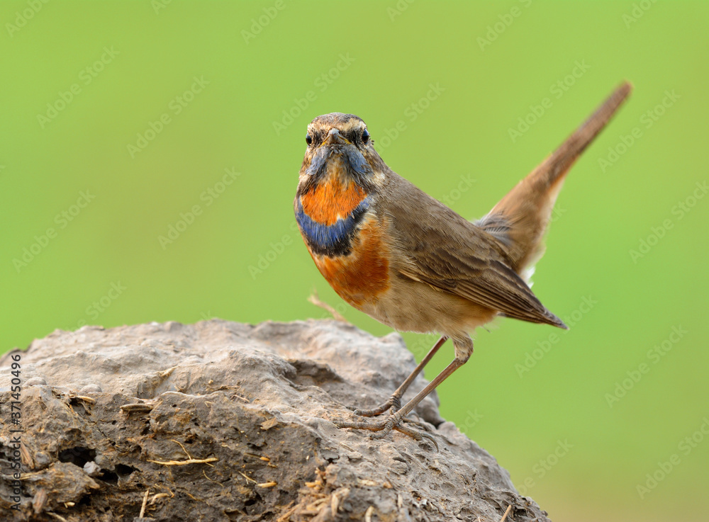 蓝喉（Luscinia svecica）美丽的棕色鸟类，脖子上有蓝色和橙色的羽毛。