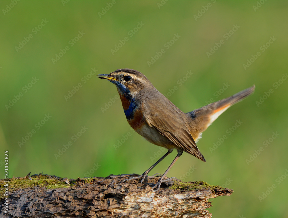 蓝喉（Luscinia svecica）是一种美丽的棕色鸟类，有着巨大的橙色和蓝色的脖子，栖息在w上