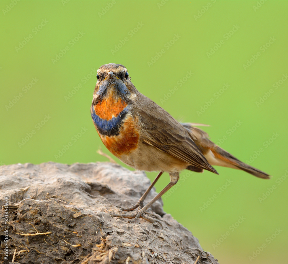 蓝喉（Luscinia svecica）美丽的棕色鸟栖息在泥土岩石上，脖子上露出五颜六色的羽毛