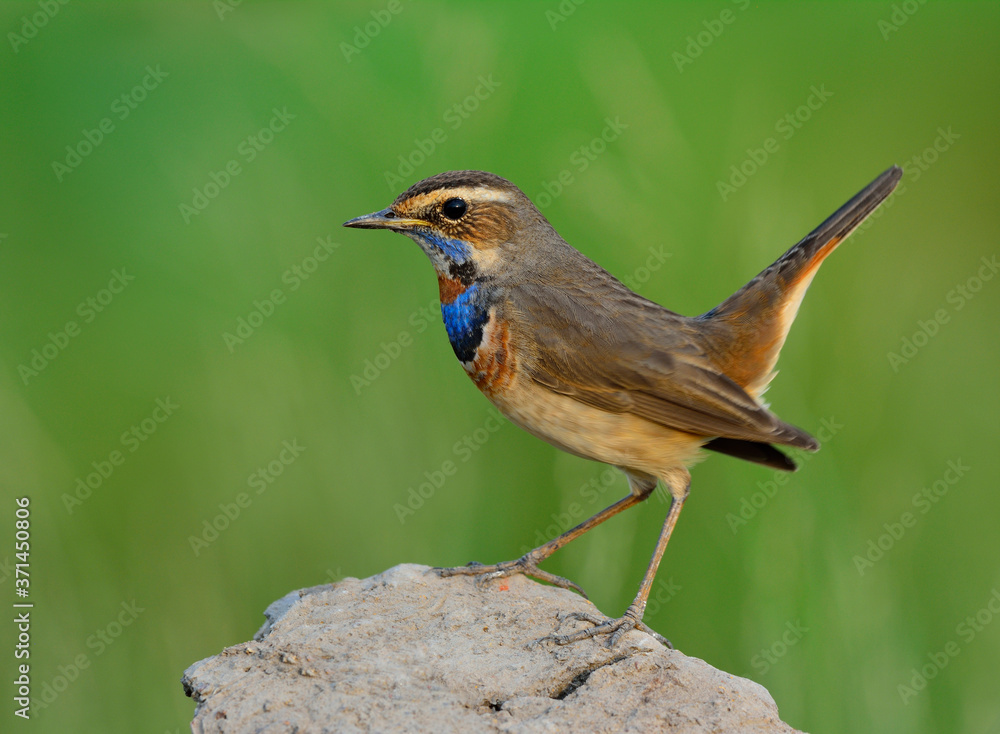 蓝喉（Luscinia svecica）美丽的棕色鸟，蓝色的脖子栖息在岩石上，露出它的侧面