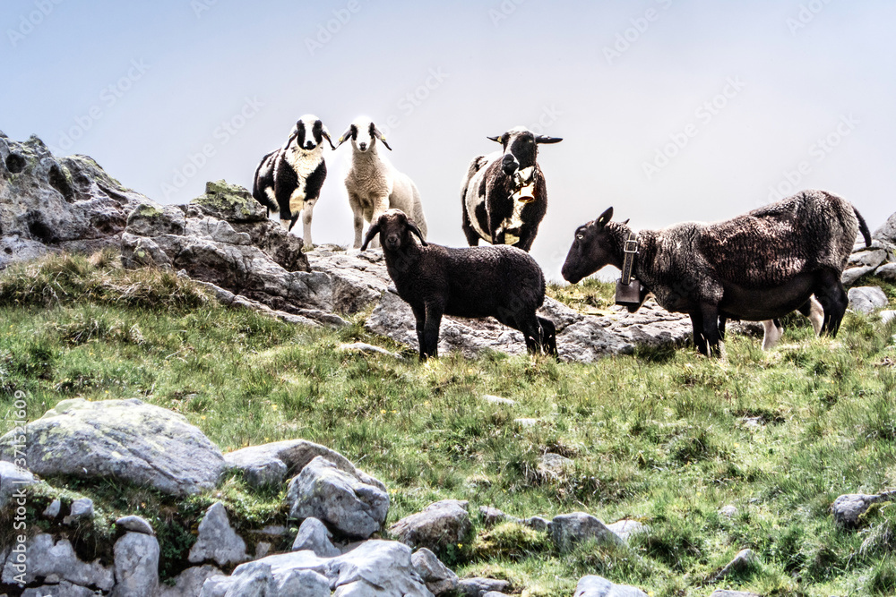 Schafe auf einer Weide im Gebirge, Schafherde am grasen, berner Oberland, Schweiz