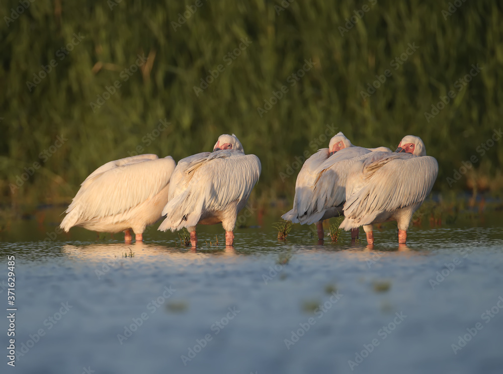 Singles and groups of great white pelican (Pelecanus onocrotalus) are photographed standing in blue 