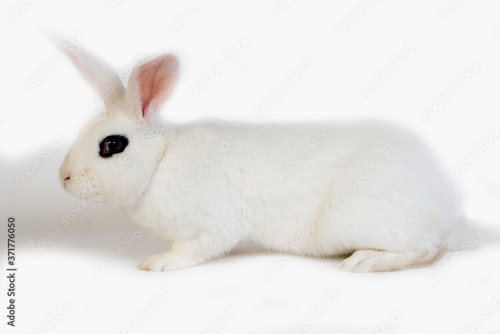 Hotot Domestic Rabbit, a Breed from Normandy