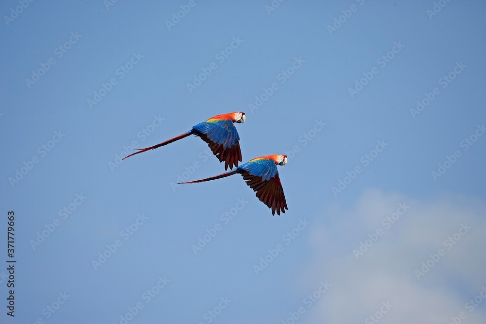 Scarlet Macaw，ara Macau，双人飞行，委内瑞拉的Los Lianos