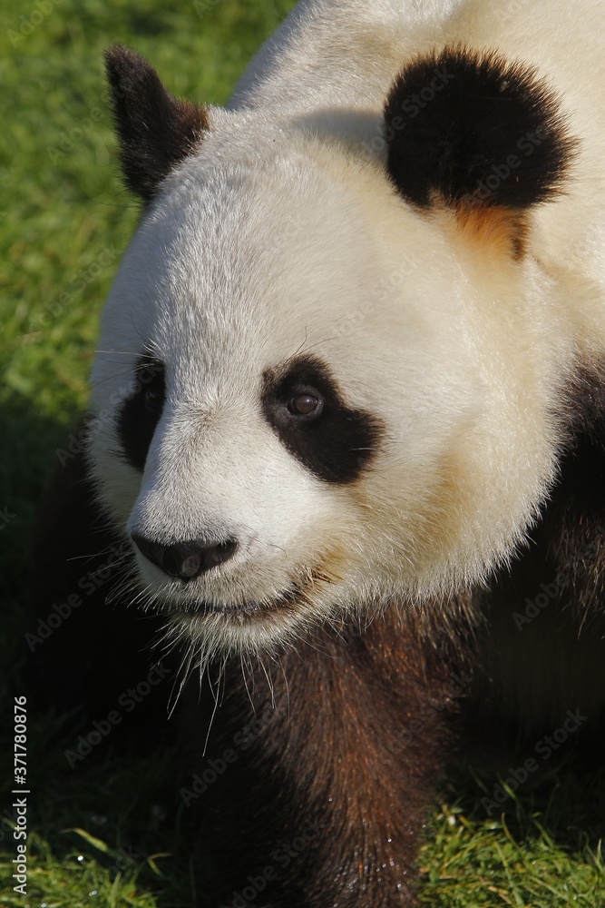 Giant Panda, ailuropoda melanoleuca, Portrait of Adult