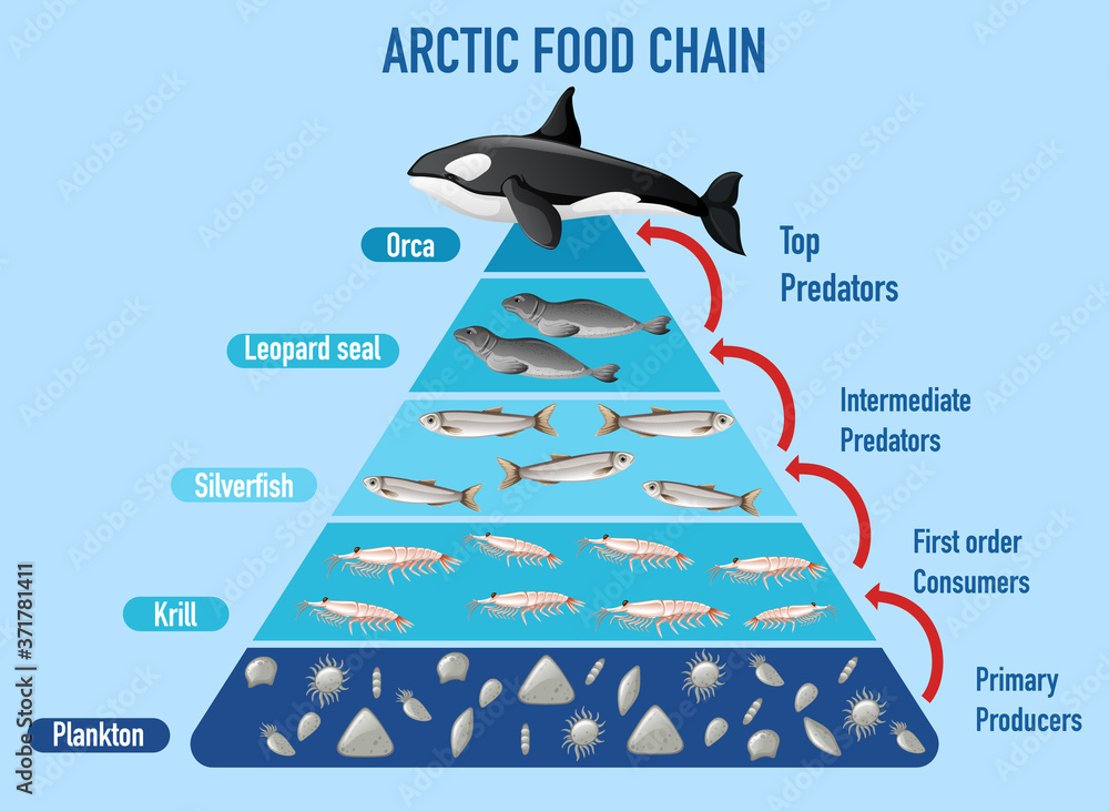 北极食物链金字塔