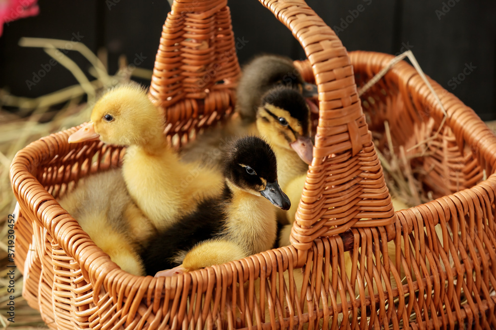 Basket with cute ducklings on table