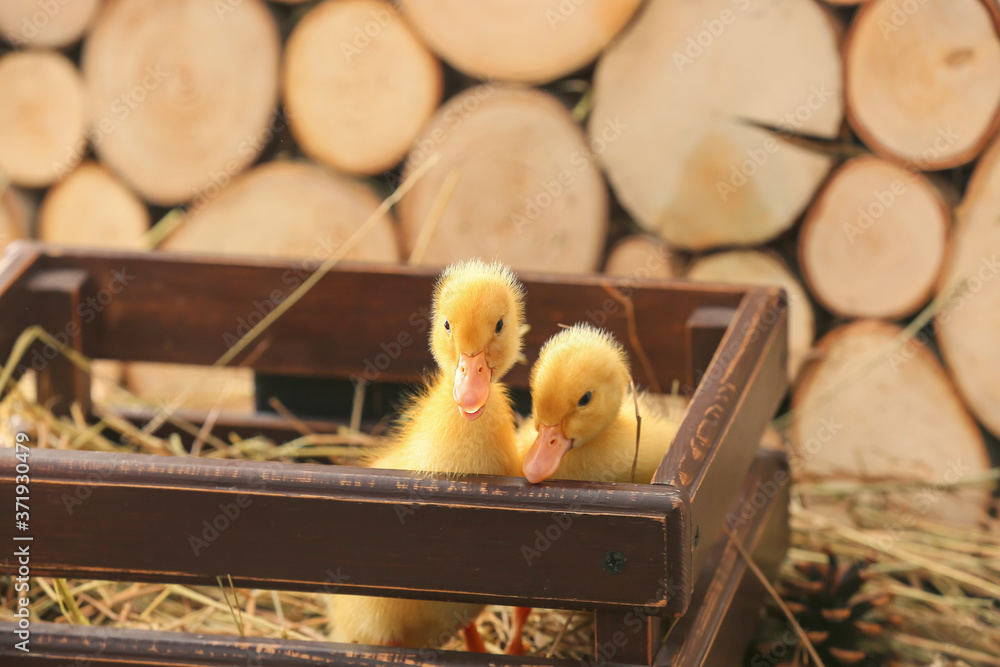 Cute ducklings in box on table