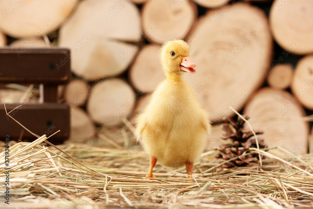 Cute duckling with straw on table