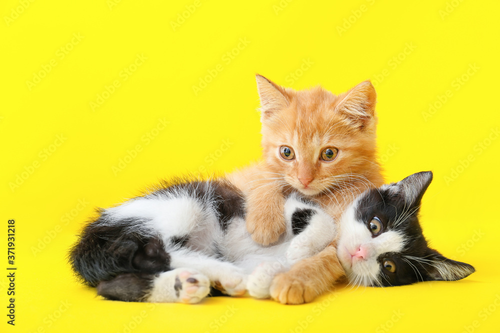 Cute funny kittens on color background