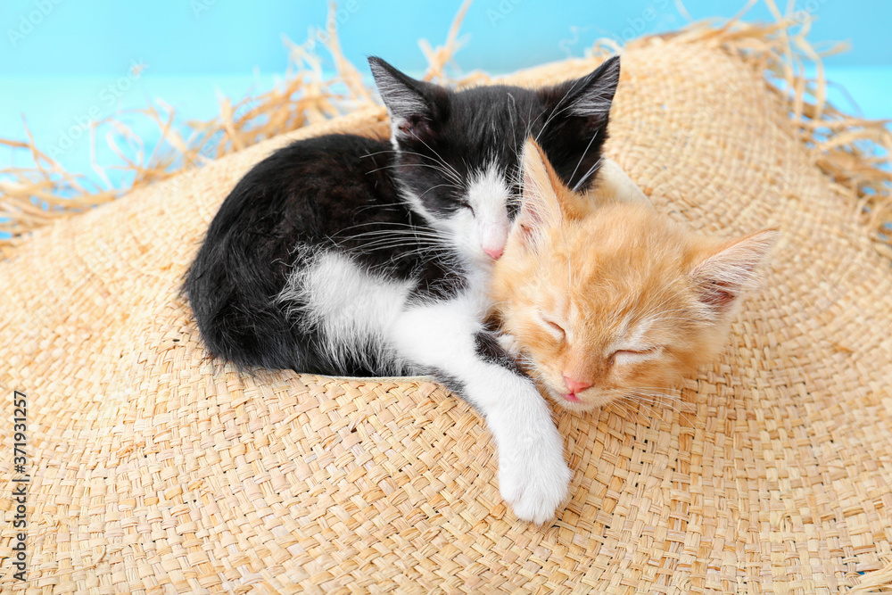 Cute funny kittens in hat on color background