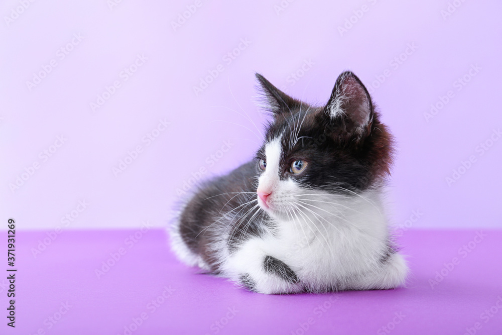 Cute funny kitten on color background