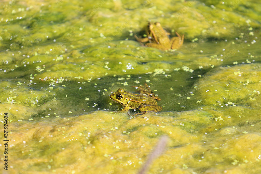 Iberischer Wasserfrosch