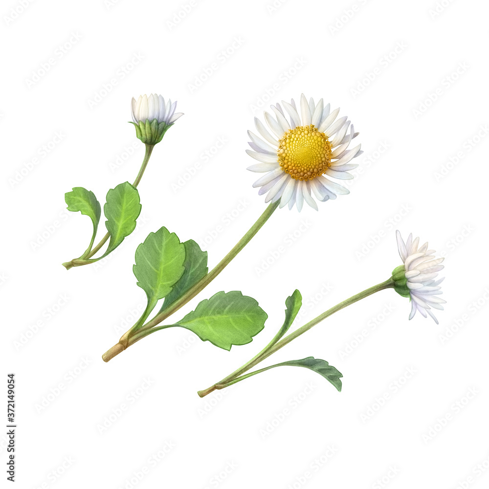 Common daisy flower hand drawn pencil illustration isolated on white with clipping path