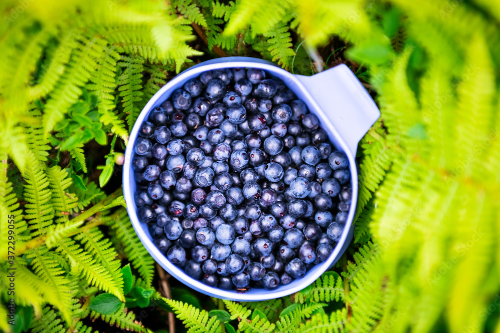 Blueberry berries in blue cup in green fern bush closeup. Natural organic food, collected in wild mo