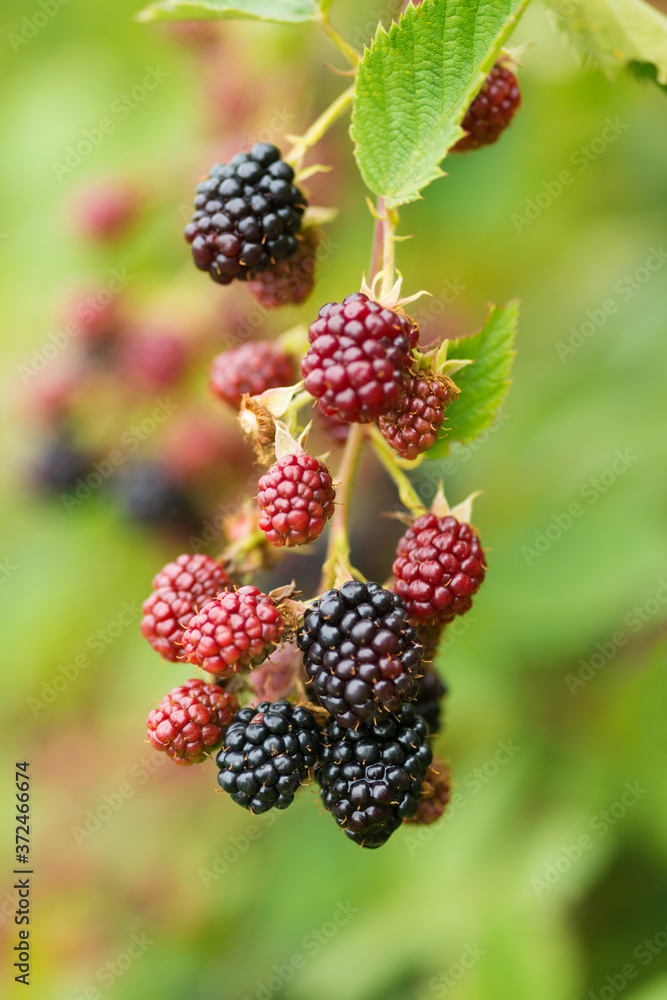 天然食品-花园里的新鲜黑莓。一束成熟和未成熟的黑莓果实-Rubus fru