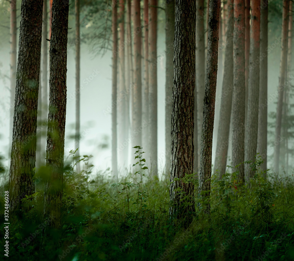 forest in fog