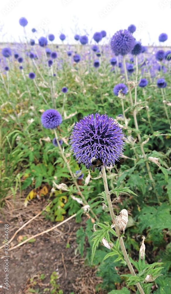 Composition in natural daylight. Alliums, Scandinavian field plants