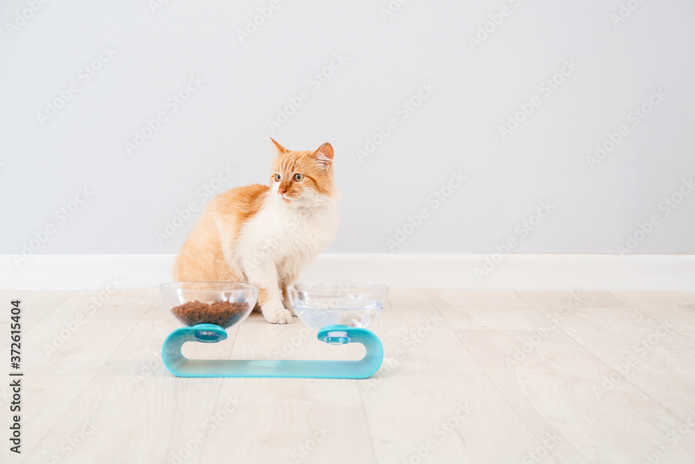 Cute cat near bowls with food and drink at home