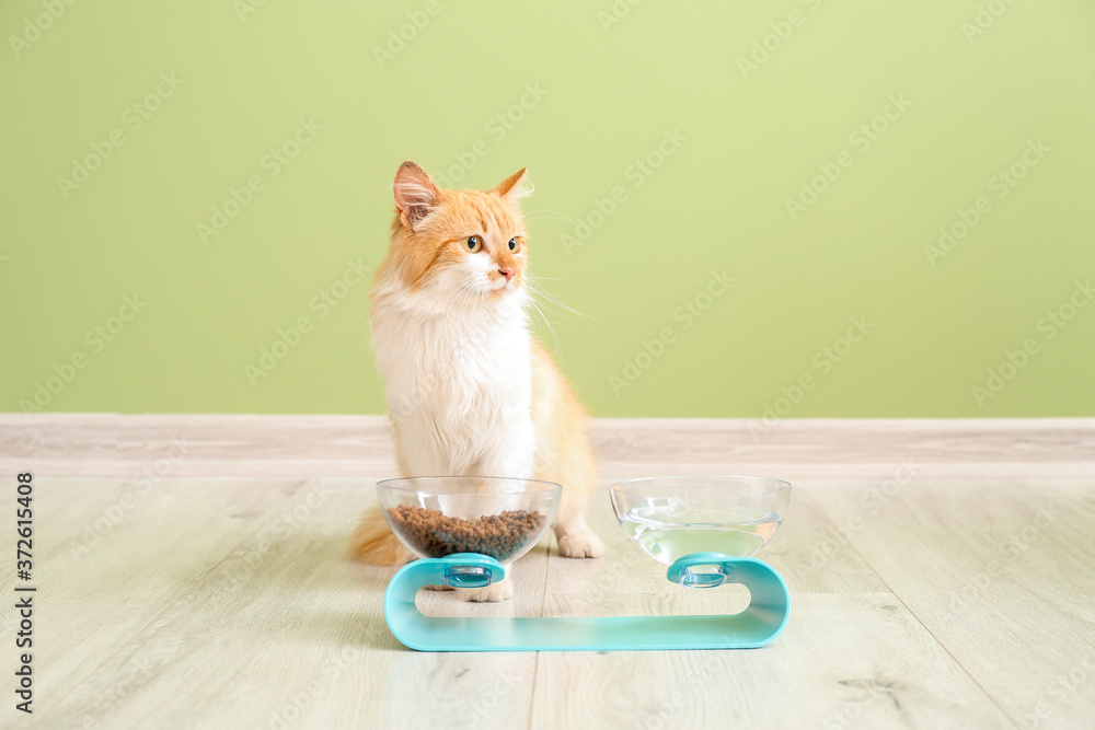 家里有食物和饮料的碗附近的可爱猫