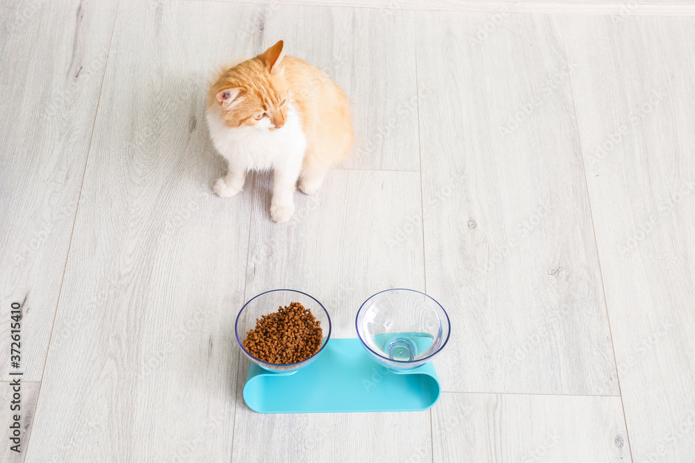 Cute cat near bowls with food and drink at home