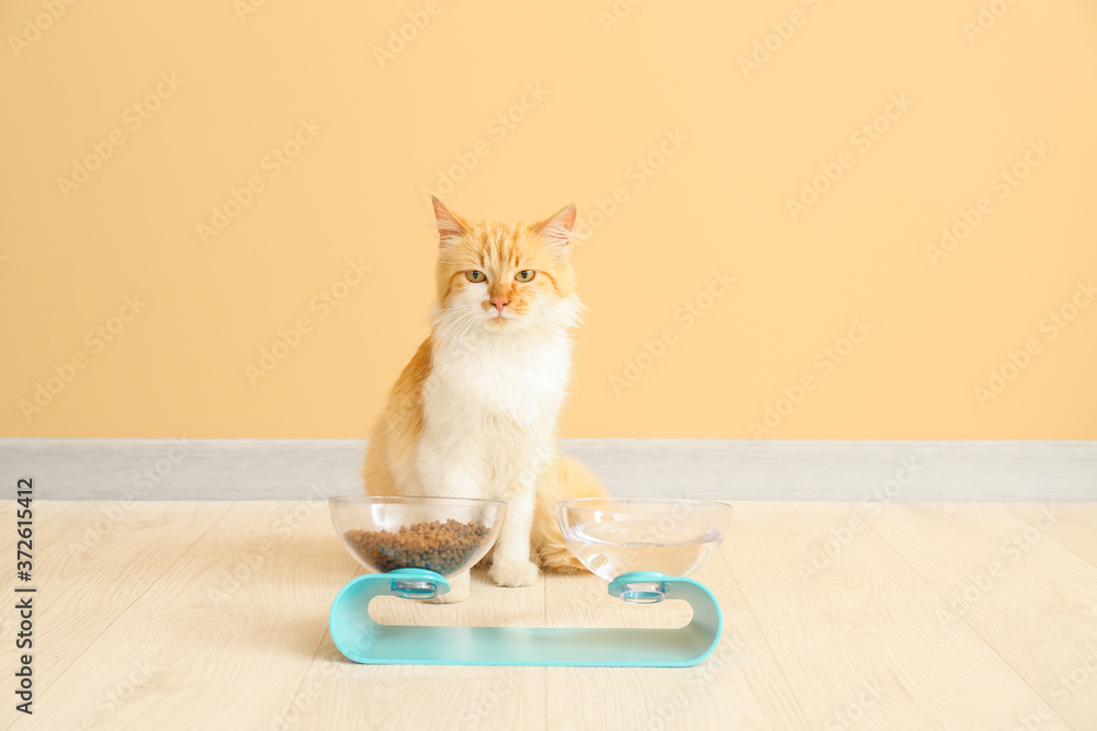 家里有食物和饮料的碗附近的可爱猫