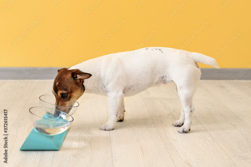 Cute dog eating from bowl at home