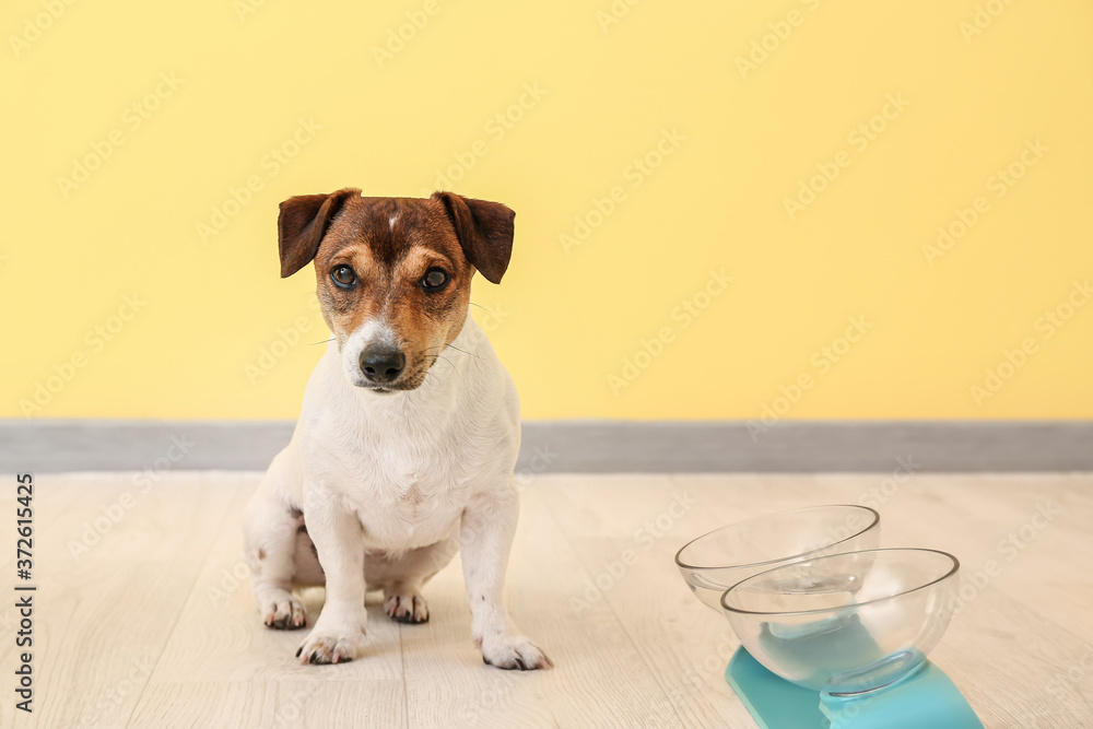 Cute dog near bowls with food and drink at home