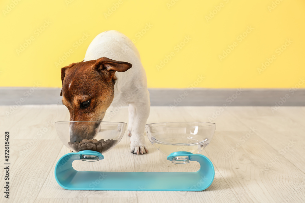 Cute dog eating from bowl at home