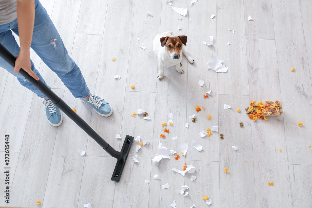 Owner cleaning floor after naughty dog