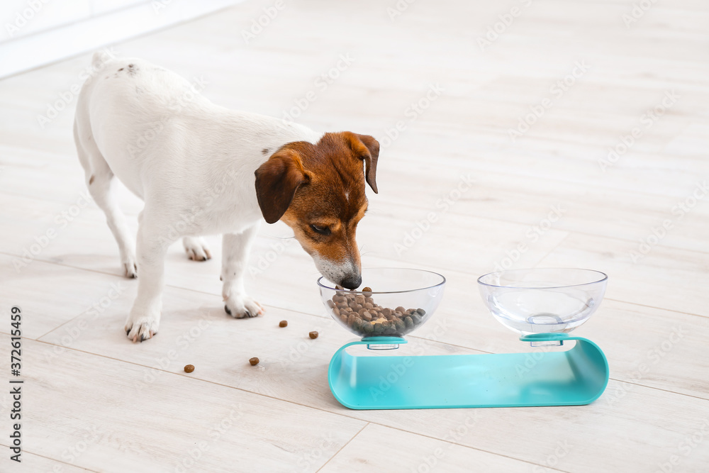 Cute dog eating from bowl at home