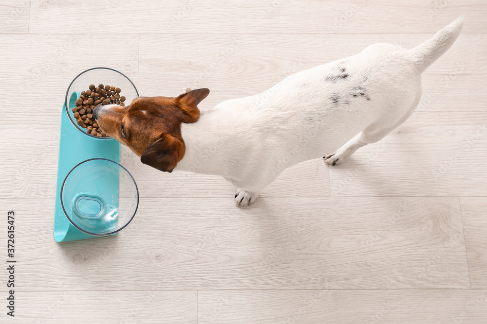 Cute dog eating from bowl at home