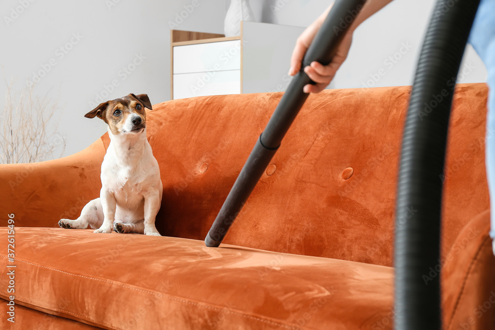 Owner of cute dog vacuuming animal hair from sofa