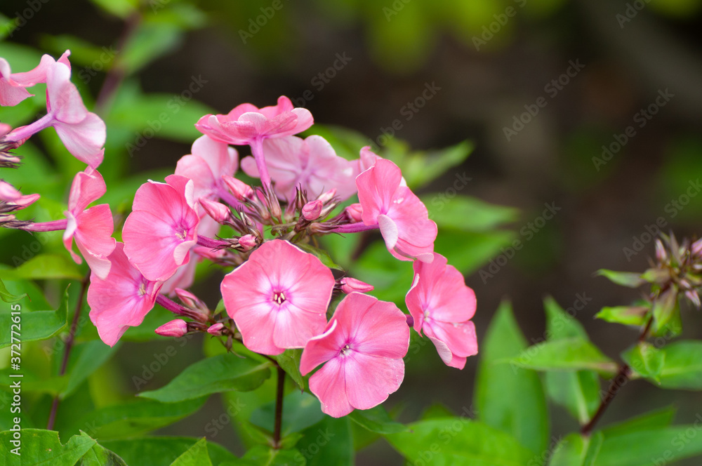 Pink garden Phlox. Flowering branch of pink phlox in the garden. Soft blurred selective focus, close