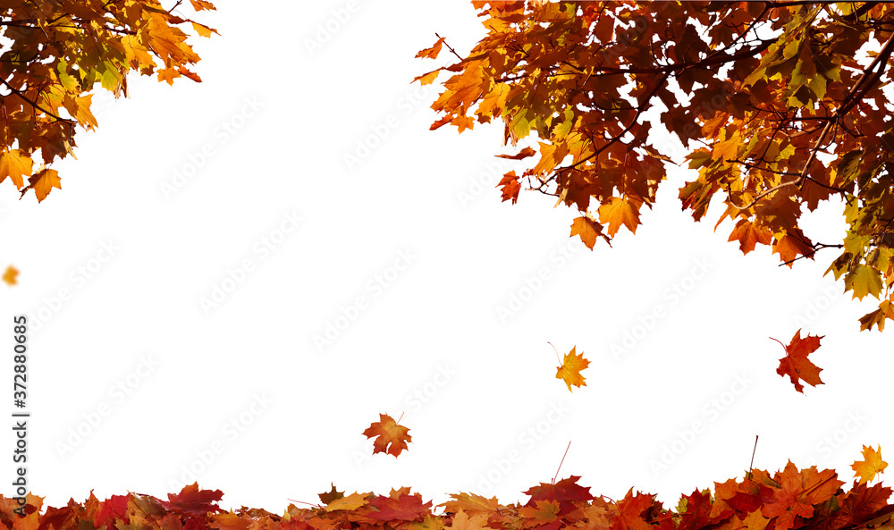 Autumn falling maple leaves isolated on white background